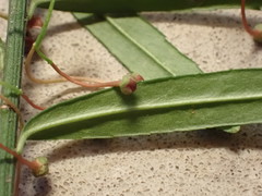 Euonymus nanus