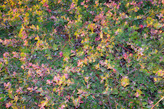 Arctostaphylos cruzensis