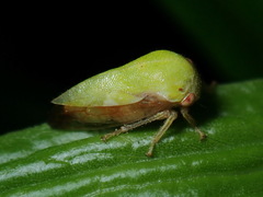 Ophiderma evelyna