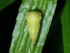 Ophiderma evelyna