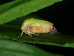 Ophiderma evelyna
