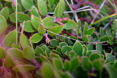 Arctostaphylos hookeri hearstiorum