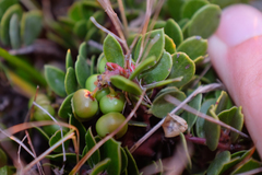 Arctostaphylos hookeri hearstiorum