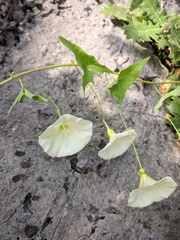 Convolvulus scammonia