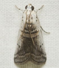 Acrobasis tumidulella