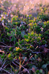 Arctostaphylos hookeri hearstiorum