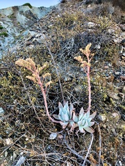 Dudleya virens insularis