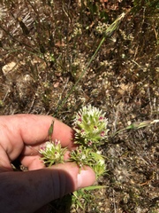 Castilleja densiflora densiflora