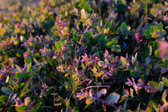 Arctostaphylos cruzensis