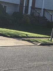 Quiscalus quiscula stonei