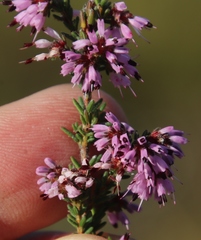 Erica glabella