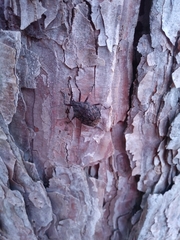 Brochymena affinis