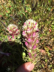 Castilleja densiflora densiflora