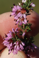 Erica glabella