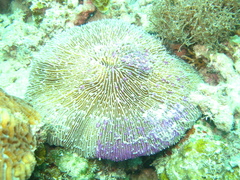 Fungia fungites