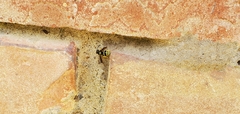 Ancistrocerus waldenii