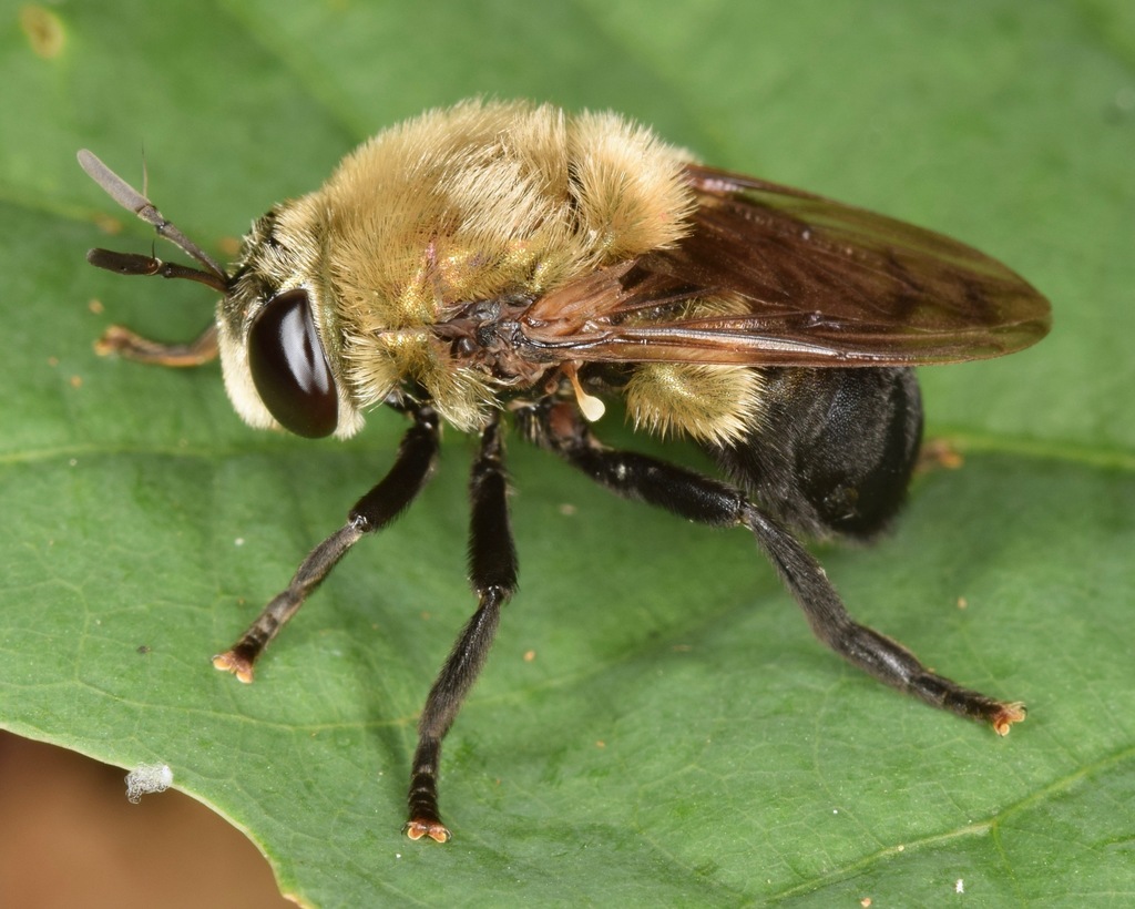 Microdon megalogaster