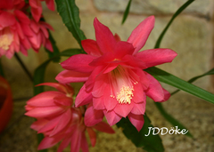 Disocactus ackermannii