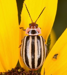 Kuschelina petaurista