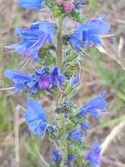 Echium vulgare