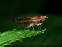 Trypetoptera canadensis