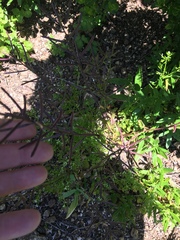 Erysimum franciscanum