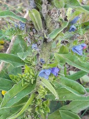 Echium vulgare