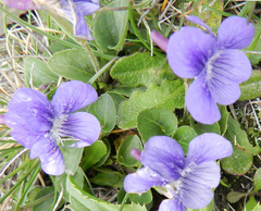 Viola adunca adunca