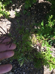 Erysimum franciscanum