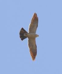 Ictinia mississippiensis