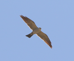 Ictinia mississippiensis