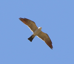 Ictinia mississippiensis