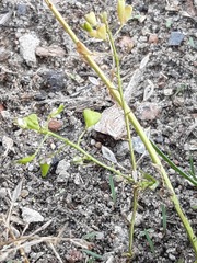 Capsella bursa-pastoris