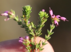 Erica glabella