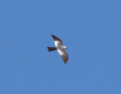 Ictinia mississippiensis
