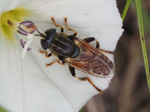 Merodon moenium