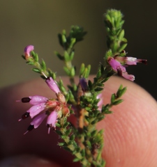 Erica glabella
