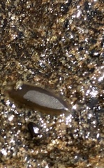 Leptoplanoidea