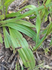 Plantago lanceolata