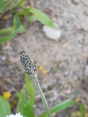 Plantago lanceolata