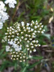 Achillea millefolium