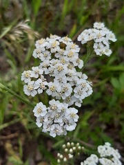 Achillea millefolium
