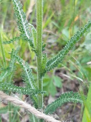 Achillea millefolium