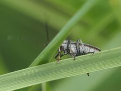Oedemera croceicollis