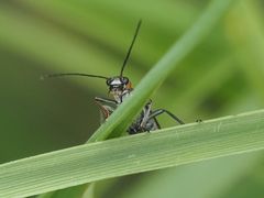 Oedemera croceicollis