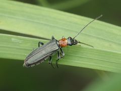 Oedemera croceicollis