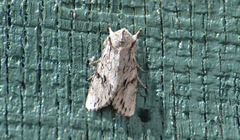 Egira crucialis