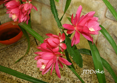 Disocactus ackermannii