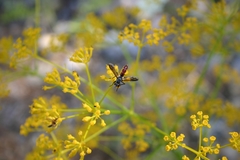Cylindromyia bicolor