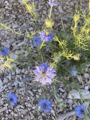 Nigella damascena